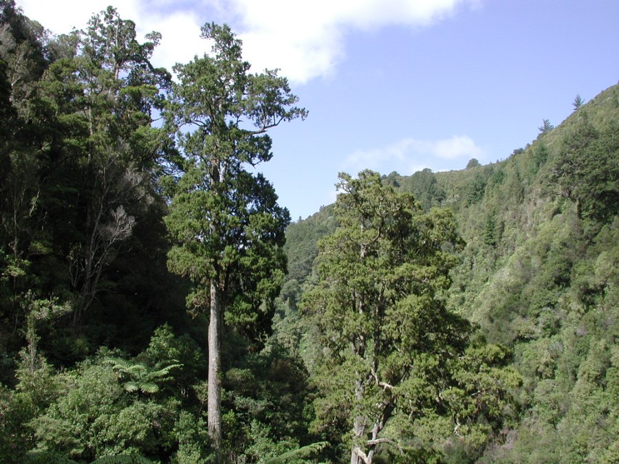 Mature rimu trees in Karapoti Gorge